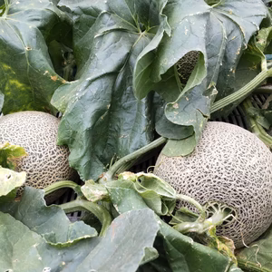 日本有数のスイカ産地で作ったタカミメロン