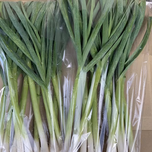 【送料込】お試し　春一番旬野菜　まるごと葉にんにく＜農薬・化学肥料不使用＞