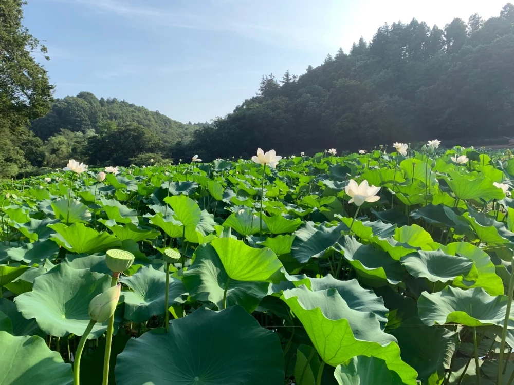 無農薬・無施肥の自然栽培のれんこん