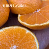 【訳あり家庭用】4キロしらぬい『みかんの本場有田から』甘みと酸味が絶妙な不知火