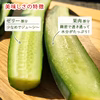 【まとめ買い】苦味のない甘いきゅうり4.5kg／日時指定OK