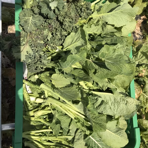 農薬化学肥料不使用　会津伝統野菜　荒久田茎たち&ちりめん茎立ち