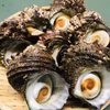 訳あり　新鮮とれたて！サザエ　生きたまま発送します！(12/25の発送となります