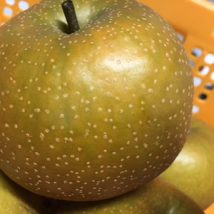 梨・長十郎3キロ