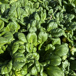 中国野菜・ターサイ