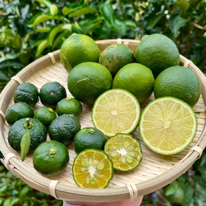 キリッと爽やか！香酸柑橘お得セット♪ライム・シークヮーサー