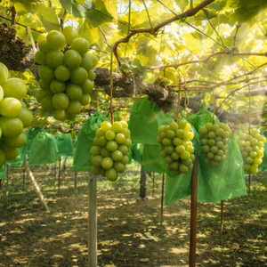 【赤秀】岡山県産シャインマスカット 2房（約1kg〜1.2kg）贈答用