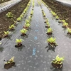 【奇跡の野菜】農薬化学肥料動物性堆肥不使用 ビーツ タブレット