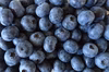 福島県　会津産 冷凍ブルーベリー　ジャム用