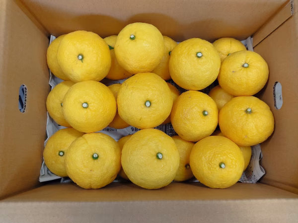 残りわずか　はるか 家庭用Ａ品　箱込み4.5キロ/8キロ 