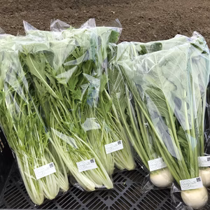 名水の郷 富山で育った、よくばり野菜セット【水菜、小かぶ】
