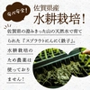 【リピ割便】スプラウトにんにく鉄子 ★ 発芽にんにく ★ 佐賀県産