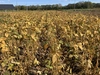 ふっくら柔らか！アクが出ない黒豆さん１ｋｇ 肥料・農薬・たい肥不使用