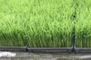 令和2年度 健康プロトン玄米 (農薬.化学肥料使用ゼロ)自然栽培プラスα