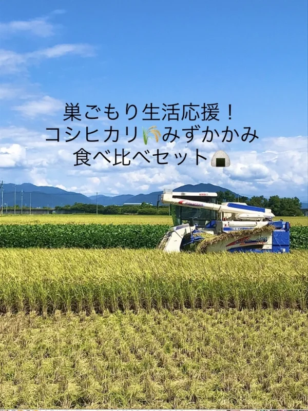 巣ごもり生活応援！滋賀県産減農薬栽培みずかがみ、コシヒカリ食べ比べセット