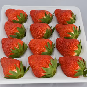 千葉県産　贈答用　完熟いちご　特殊梱包資材で傷なしでお届け！