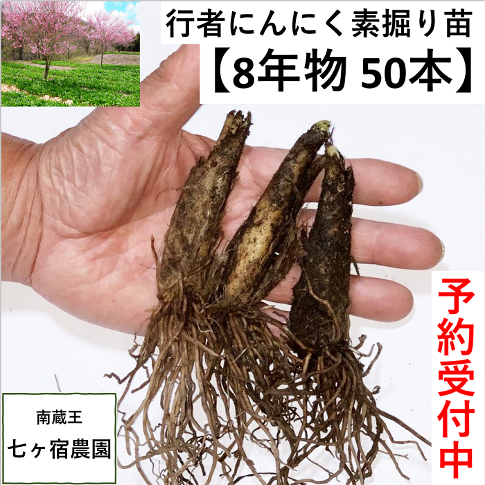 【栽培品】行者ニンニク苗　200本　青森県産 81fU5Bqr0EL._UF350,350_QL80_.jpg
