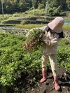 希少な【自然栽培】の乾燥生(なま)落花生（500g/1kg）＜今が旬＞