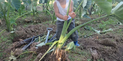40年越しの復活。伝統野菜「相馬土垂」をここから始める