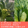 【福袋2026】増量お届け！冬野菜セットで新年賑やかな食卓を★