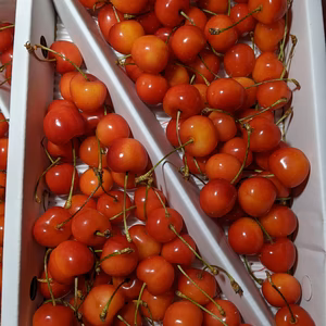 さくらんぼ紅秀峰Lサイズ700g