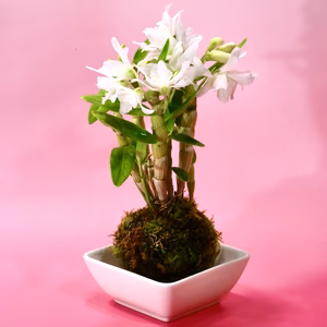 苔玉　デンドロビウム　グリーン愛