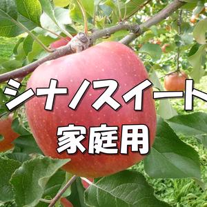 数量限定！【家庭用】シナノスイート 信州りんご 