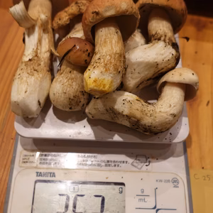 お得！高級■ニセコ産■天然■生ポルチーニ茸