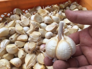 14238249_571528299698154_7204376824745271481_n