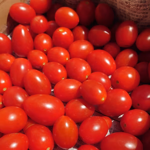 【便利】ヘタなしアイコ おいしさはヘタ付きと変わりなし！調理にもオススメ！