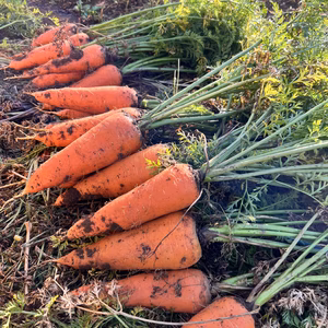 【有機JAS認証圃場栽培】ニンジン(栽培期間中化学肥料、化学合成農薬不使用)