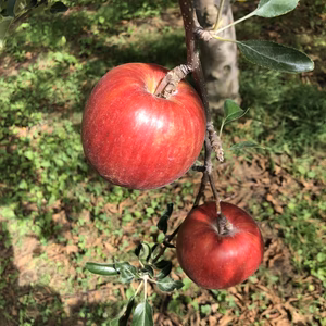 青森県産りんご　つがる　家庭用