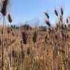 富士山の麓静岡県富士宮市産　もち麦(ダイシモチ)