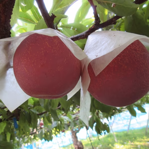 【クール便】美味しさギネス級！？　山梨県産スモモ｢貴陽｣