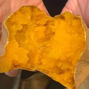 【種子島安納こがね】40日間寝かせた「あまくてしっとり」の本場の安納芋(５キロ）