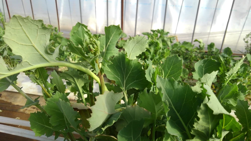 【２月発送予約】三陸からお届け！三陸つぼみ菜【常温便】