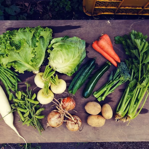 旬の露地野菜セット(農薬不使用)　単品