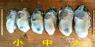 迷わせる牡蠣。それはお宝。