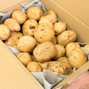 【ストックに最適！】農薬・化学肥料不使用☆M・L混在じゃがいも５㎏（男爵）