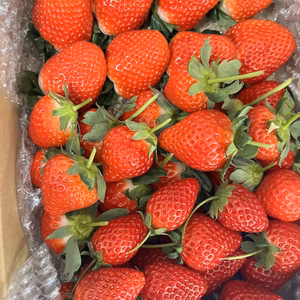 3種の苺たべくらべ（大きさいろいろ）よつぼし、恋みのり、さがほのか