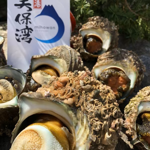 美保湾のサザエ