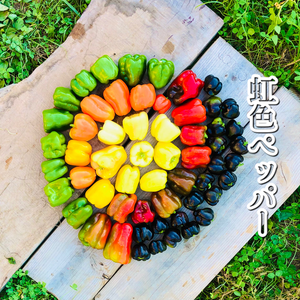 4.5【数量限定】虹色ペッパー美味しさ10倍✨甘い！旨ピーマン！自然栽培 農薬不