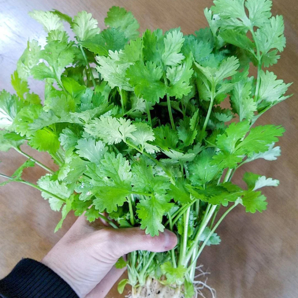 根っこ付きパクチー 100g（常温配送）