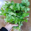 根っこ付きパクチー 100g（常温配送）
