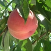 桃の生産量日本一！山梨の朝採り桃（通常サイズ）