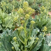 【旬・貴重】【有機栽培 JAS認証】ケールの菜の花 1～2週間しか収穫できない