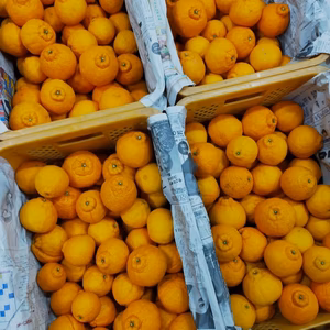 デコっと不知火『小玉』3.3kg（箱込）