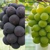 ぶどう２色（シャインマスカット＋ＢＫシードレス）【９月上旬より順次発送】