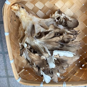 天然舞茸　約260グラム　早い者勝ち限定1箱