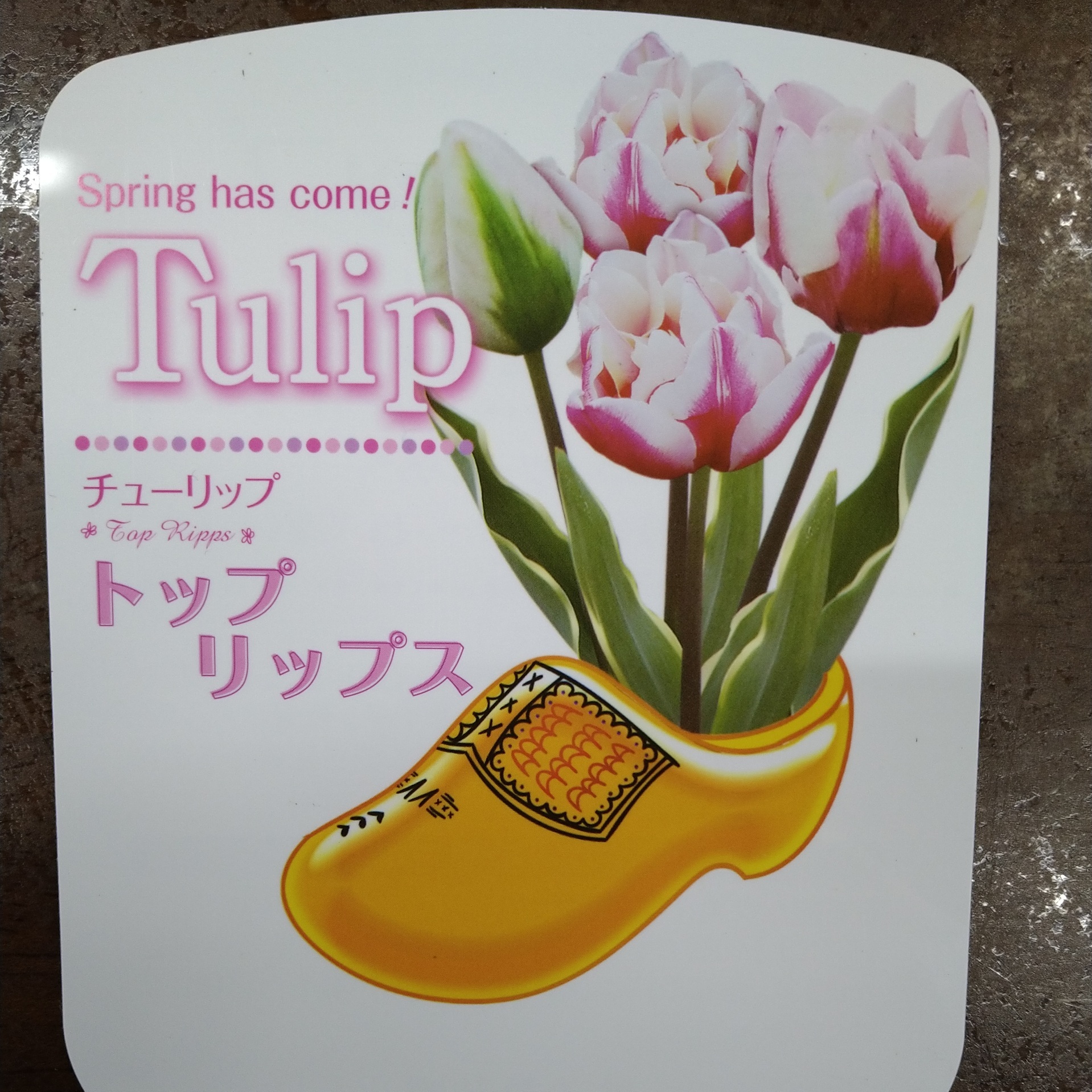 華やかな斑入り葉 トップリップス 農家漁師から産地直送の通販 ポケットマルシェ